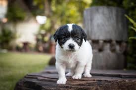 Bossie Puppies