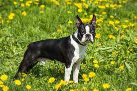 Boston Terrier Puppies In Maine