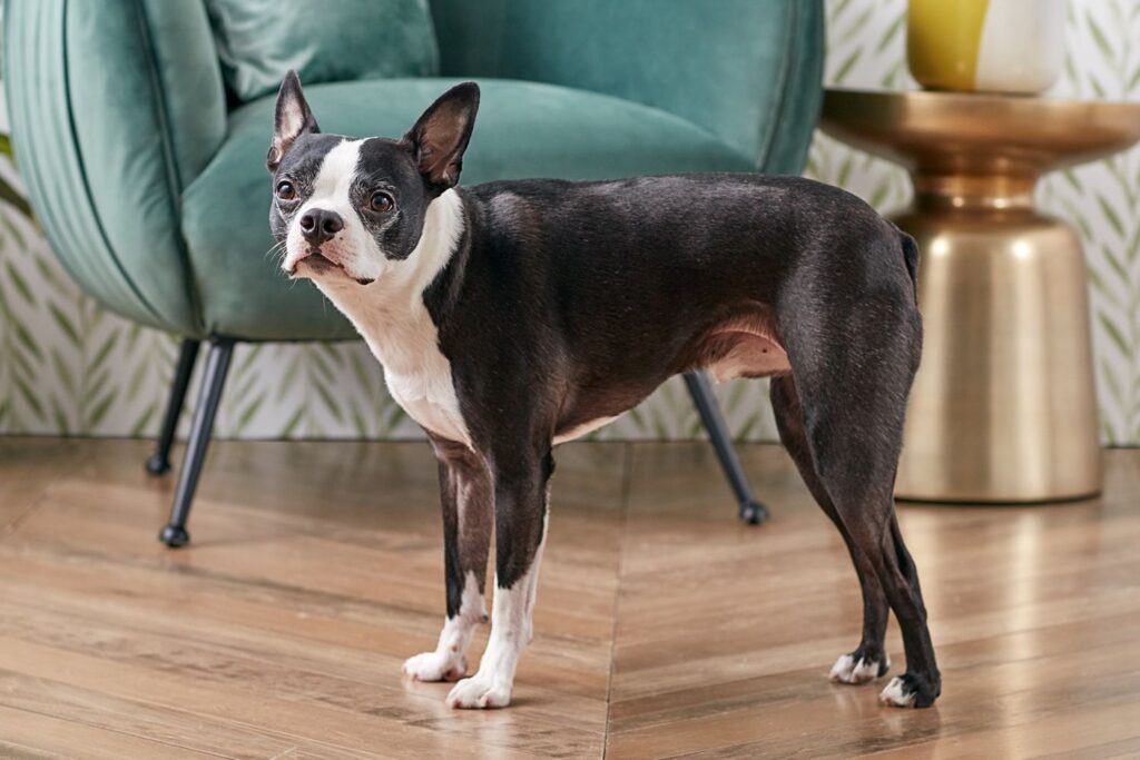 Boston Terrier Traits