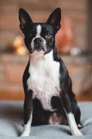 Boston Terriers For Sale In Florida