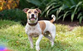 Terrier Pitbull Mix